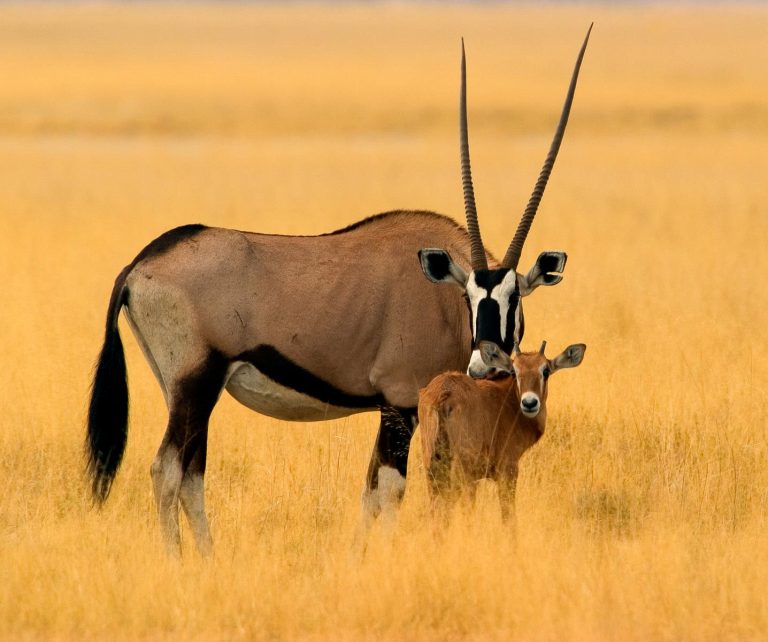 Oryx_EtoshaPan_Namibia Safari Bill Africa Oryx_EtoshaPan_Namibia Safari Bill Africa