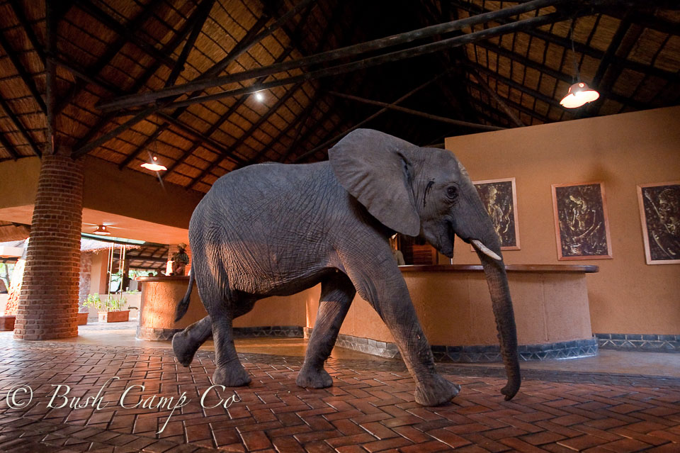 Elephant in Mfuwe reception area